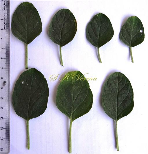  Leaves